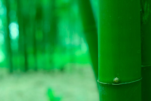 Bambú alternativa al plástico