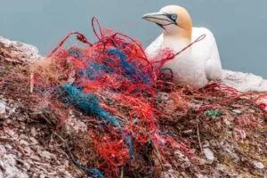 Impacto del plástico de un solo uso